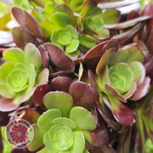 Load image into Gallery viewer, Aeonium Velour Cutting - John & Norma's Succulents