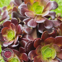Load image into Gallery viewer, Aeonium Velour Cutting - John & Norma's Succulents