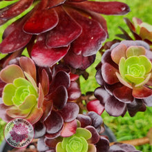 Load image into Gallery viewer, Aeonium Velour Cutting - John & Norma's Succulents