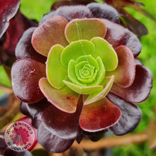 Load image into Gallery viewer, Aeonium Velour Cutting - John & Norma's Succulents