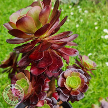 Load image into Gallery viewer, Aeonium Velour Cutting - John & Norma's Succulents