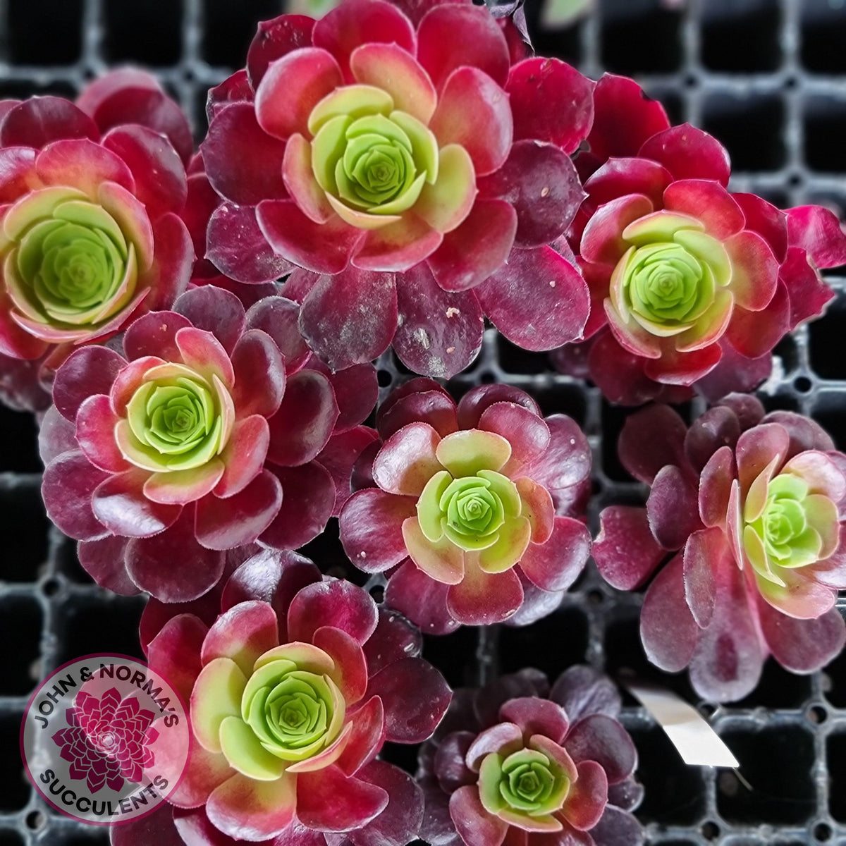 Aeonium Velour Cutting/s