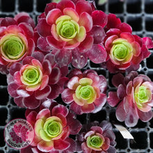 Load image into Gallery viewer, Aeonium Velour Cutting - John & Norma's Succulents