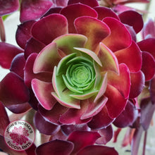Load image into Gallery viewer, Aeonium Velour Cutting - John & Norma's Succulents