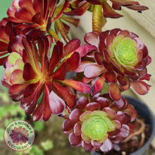 Load image into Gallery viewer, Aeonium Velour Cutting - John & Norma's Succulents
