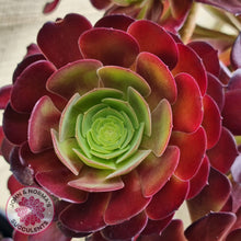 Load image into Gallery viewer, Aeonium Velour Cutting - John & Norma's Succulents