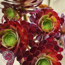 Load image into Gallery viewer, Aeonium Velour Cutting - John & Norma's Succulents