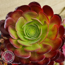 Load image into Gallery viewer, Aeonium Velour Cutting - John & Norma's Succulents