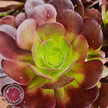 Load image into Gallery viewer, Aeonium Velour Cutting - John & Norma's Succulents