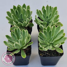 Load image into Gallery viewer, Aeonium 'Ballerina' Variegated - John & Norma's Succulents Australia