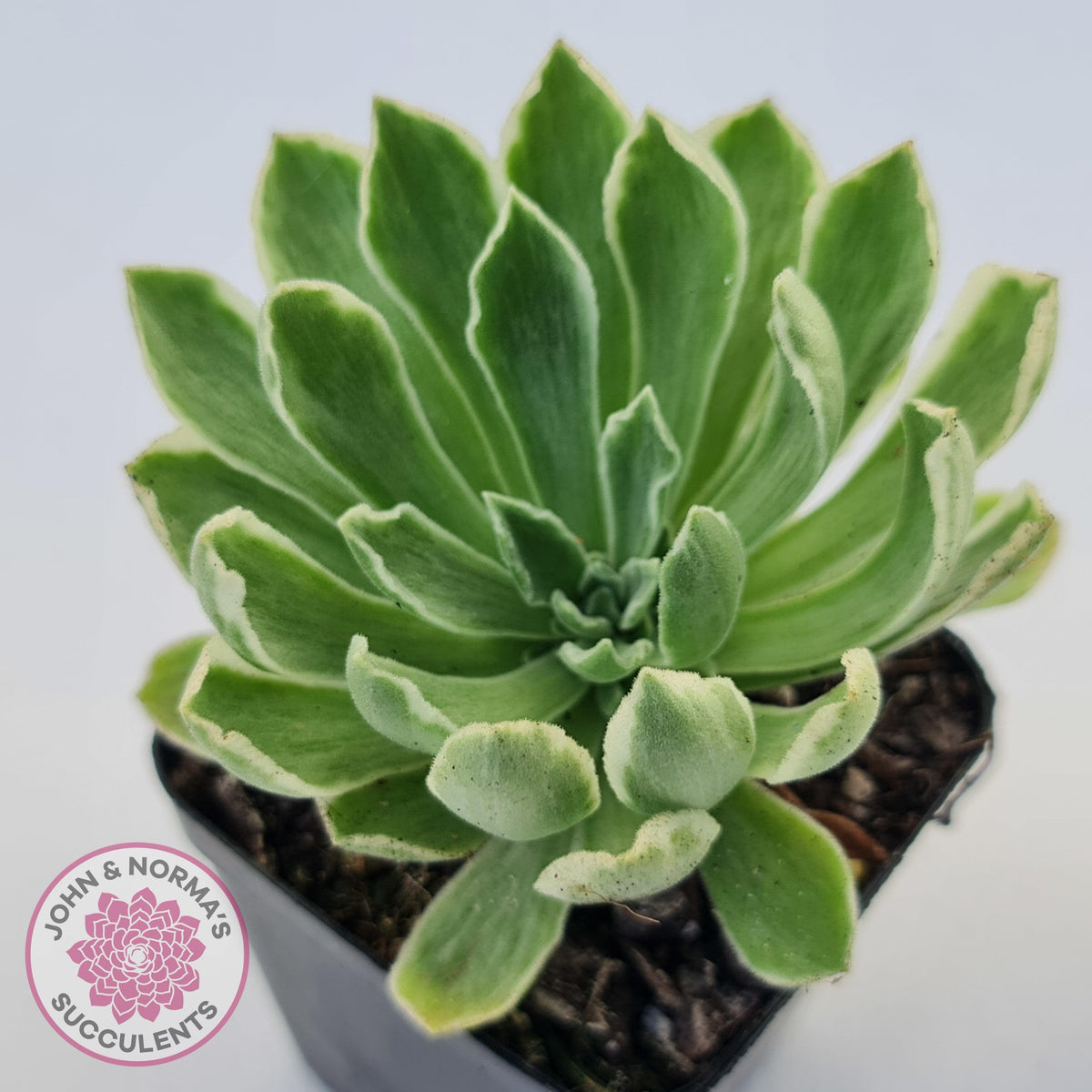 Aeonium 'Ballerina' Variegated