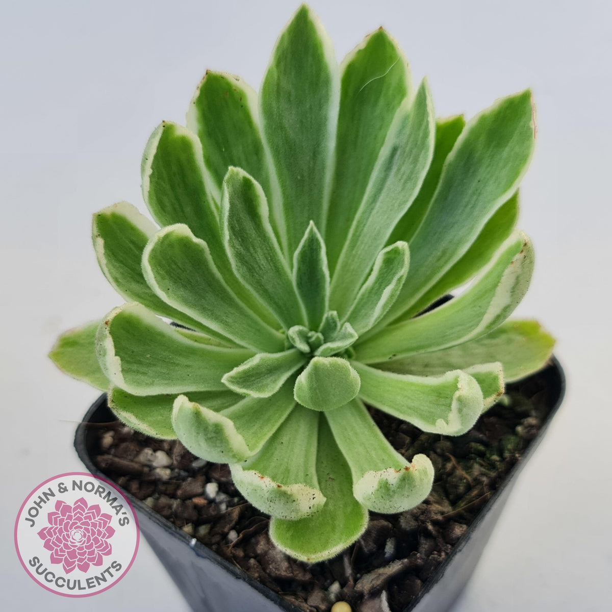 Aeonium 'Ballerina' Variegated