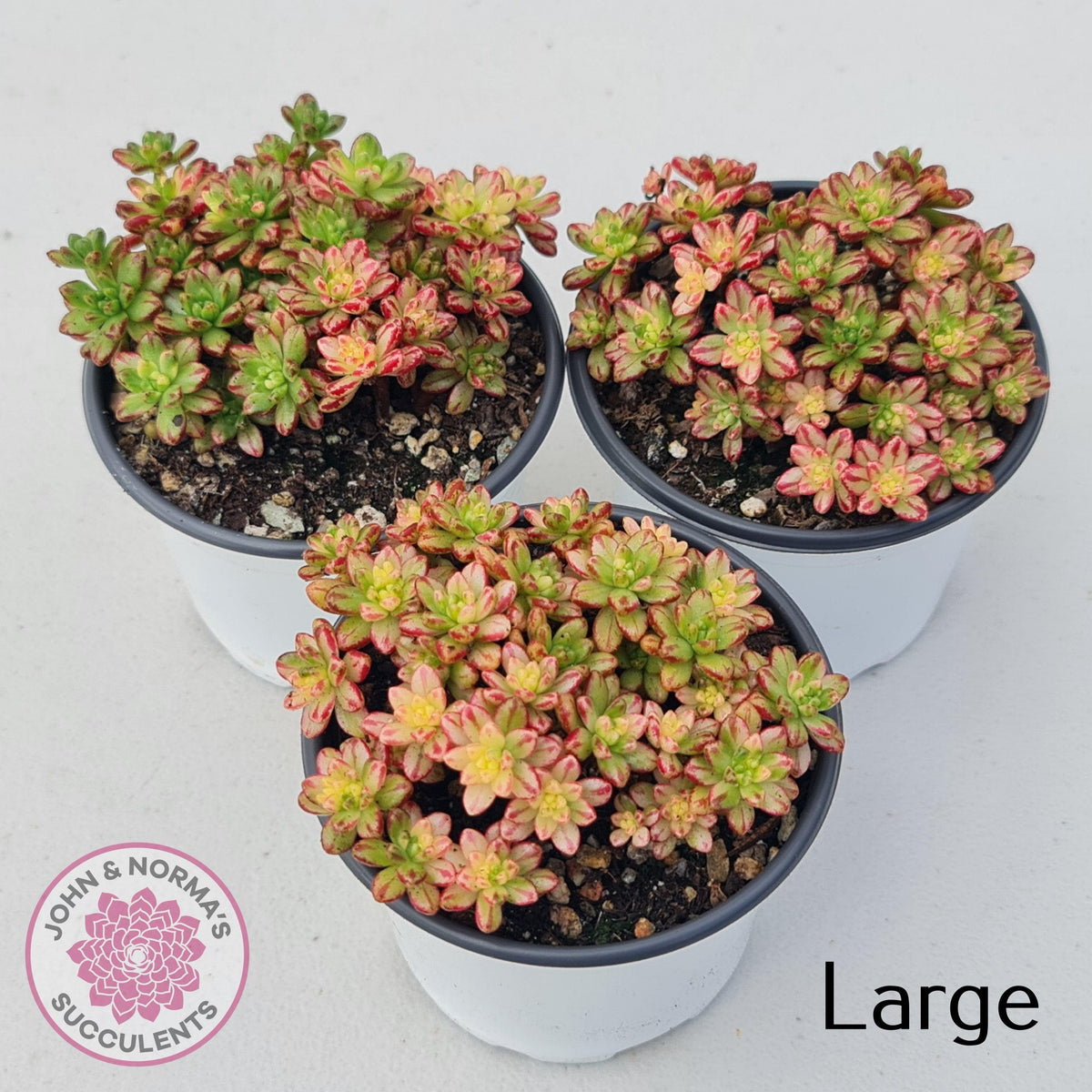 Aeonium sedifolium Variegated