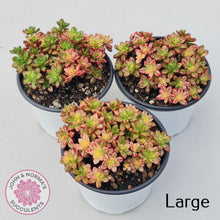 Load image into Gallery viewer, Aeonium sedifolium Variegated - John & Norma's Succulents