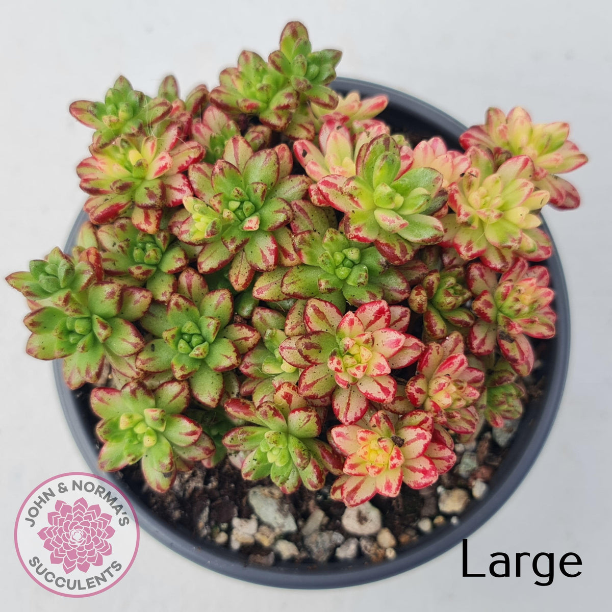 Aeonium sedifolium Variegated
