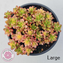 Load image into Gallery viewer, Aeonium sedifolium Variegated - John & Norma's Succulents