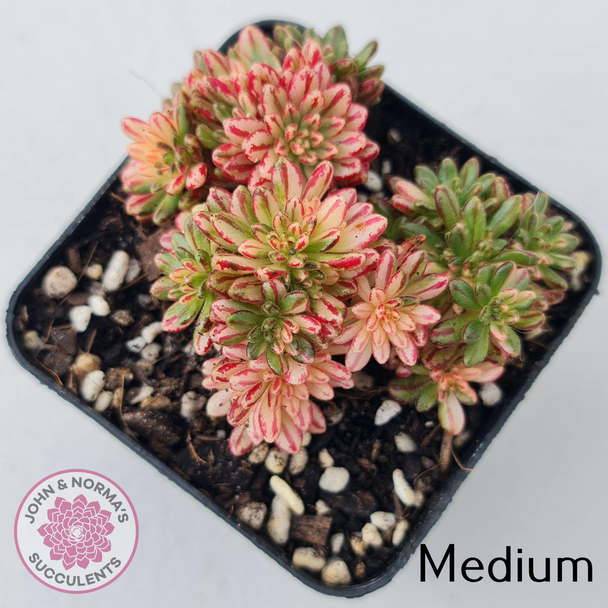 Aeonium sedifolium Variegated