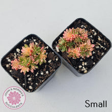 Load image into Gallery viewer, Aeonium sedifolium Variegated - John & Norma's Succulents