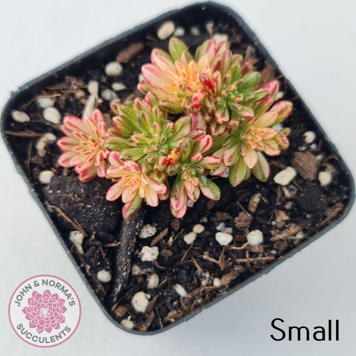 Aeonium sedifolium Variegated