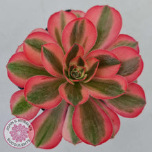 Load image into Gallery viewer, Aeonium Pink Witch - John & Norma's Succulents