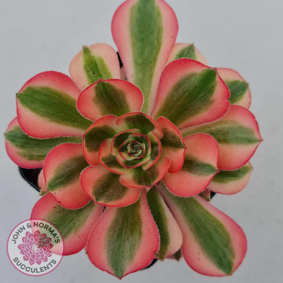 Aeonium 'Pink Witch'
