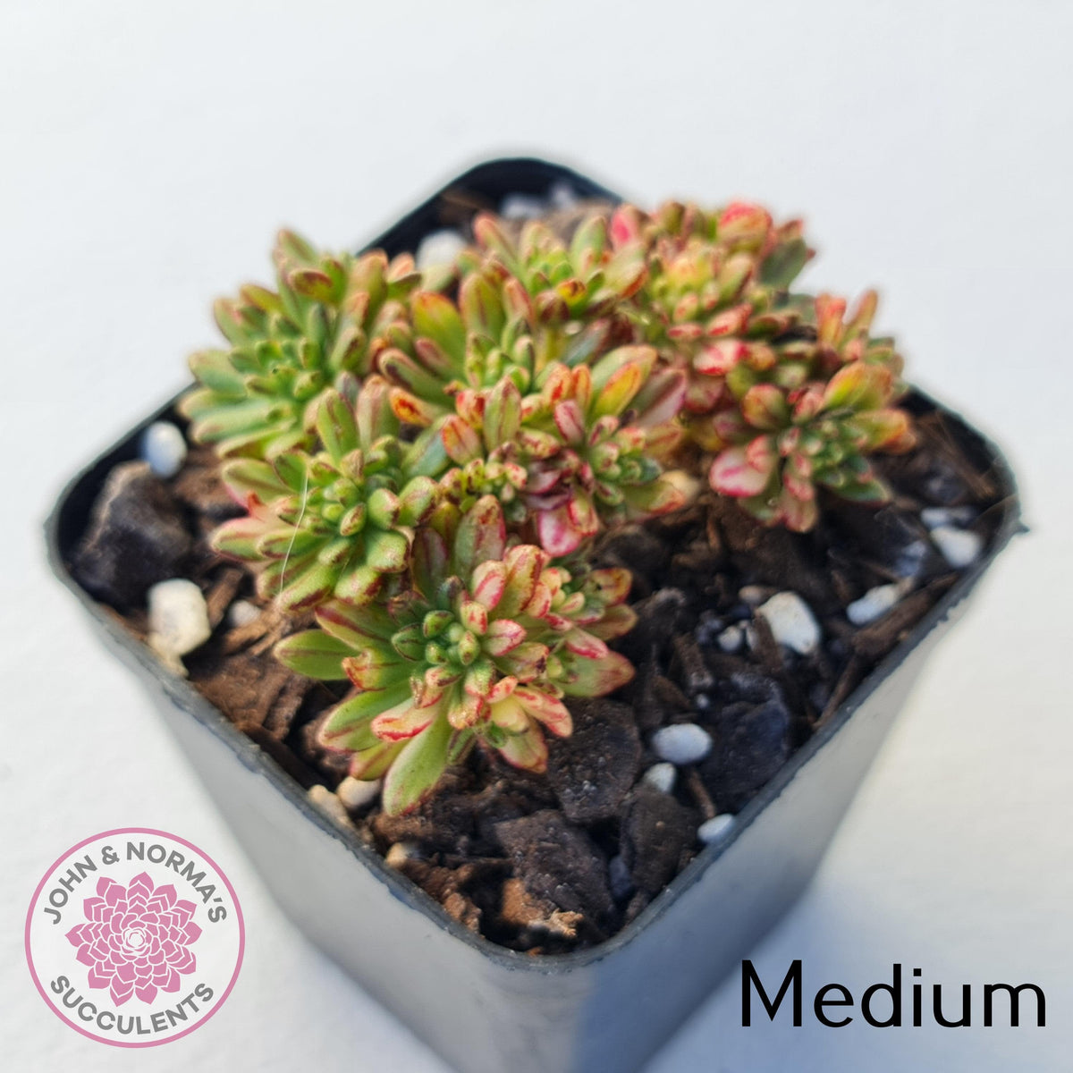 Aeonium sedifolium Variegated