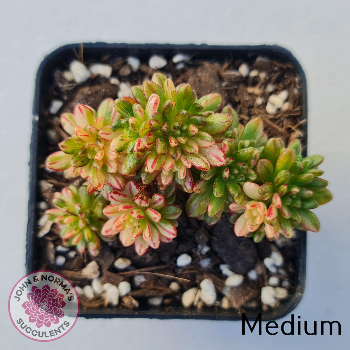 Aeonium sedifolium Variegated