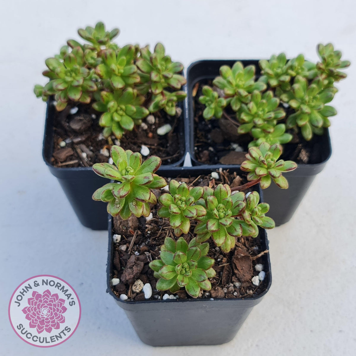 Aeonium sedifolium