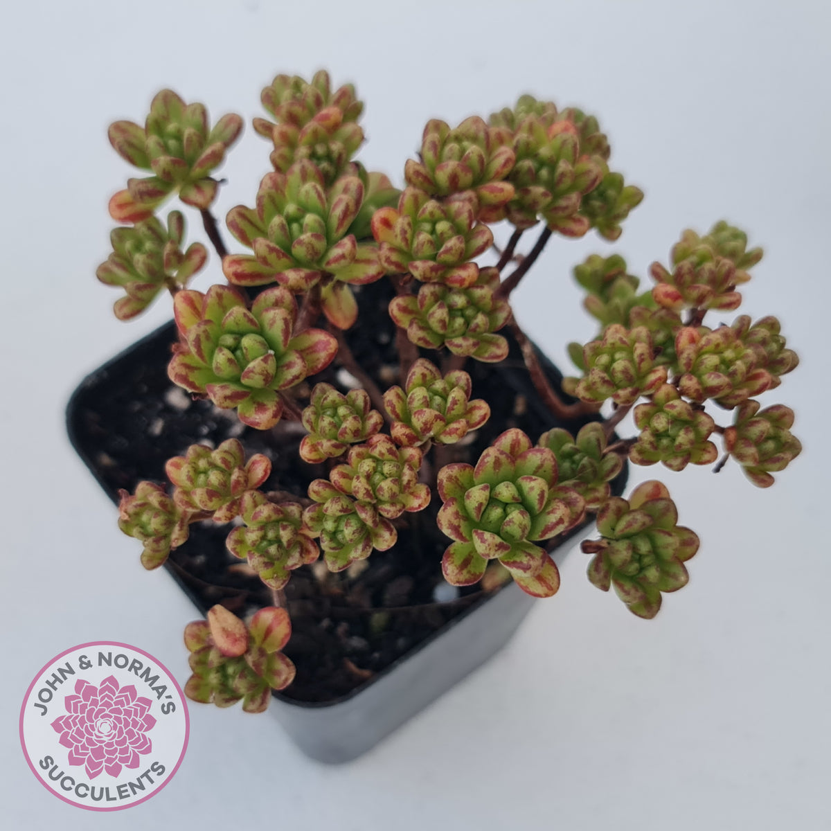 Aeonium sedifolium