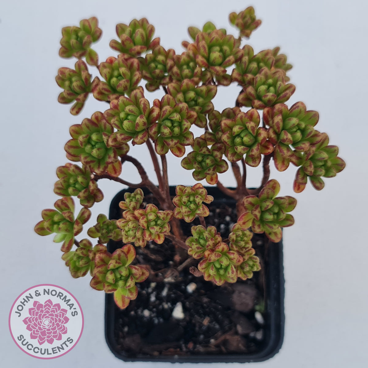 Aeonium sedifolium