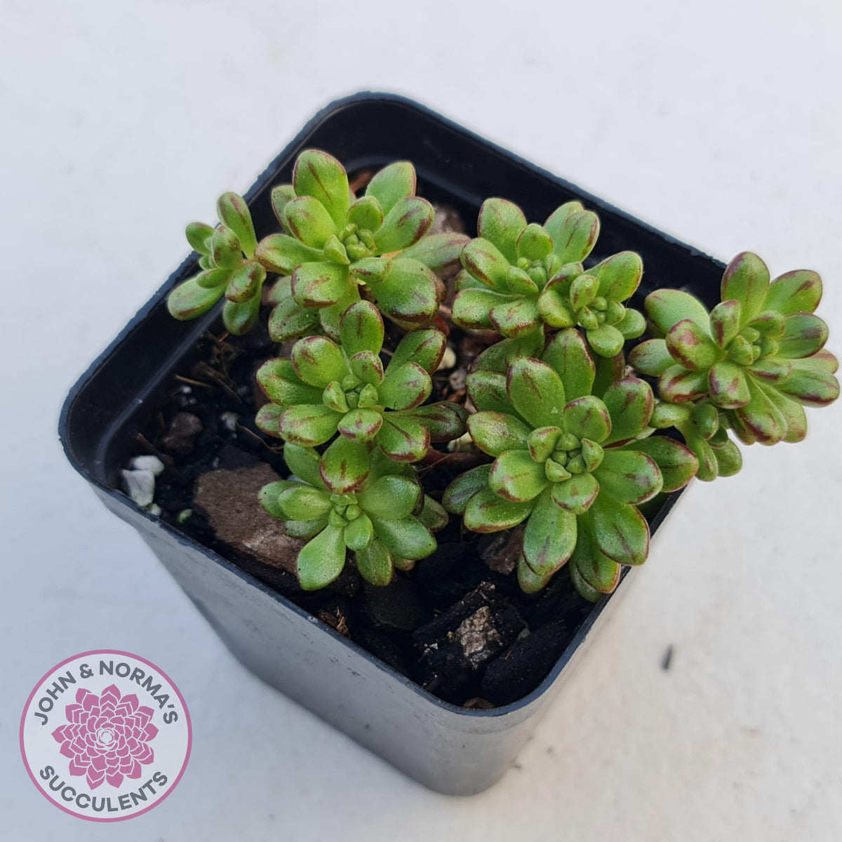 Aeonium sedifolium