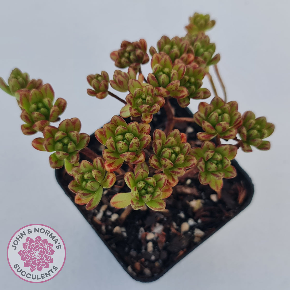 Aeonium sedifolium