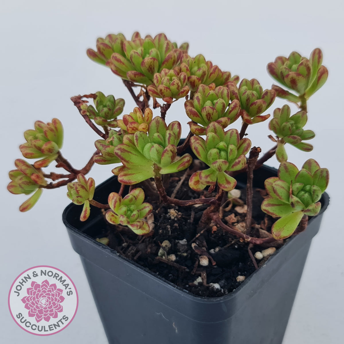 Aeonium sedifolium