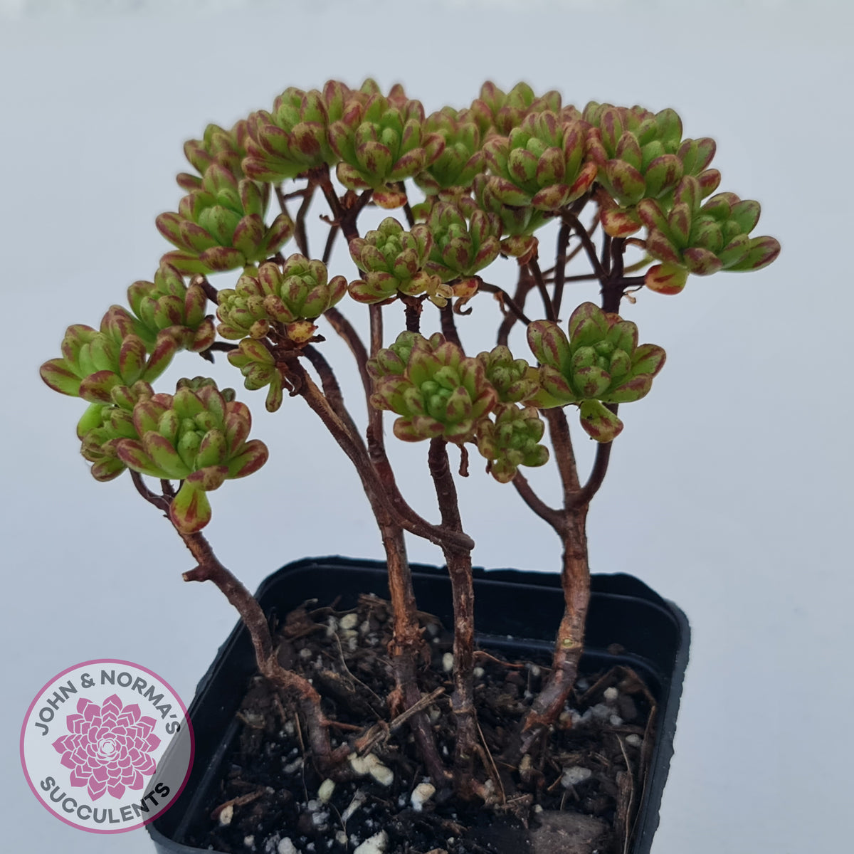 Aeonium sedifolium