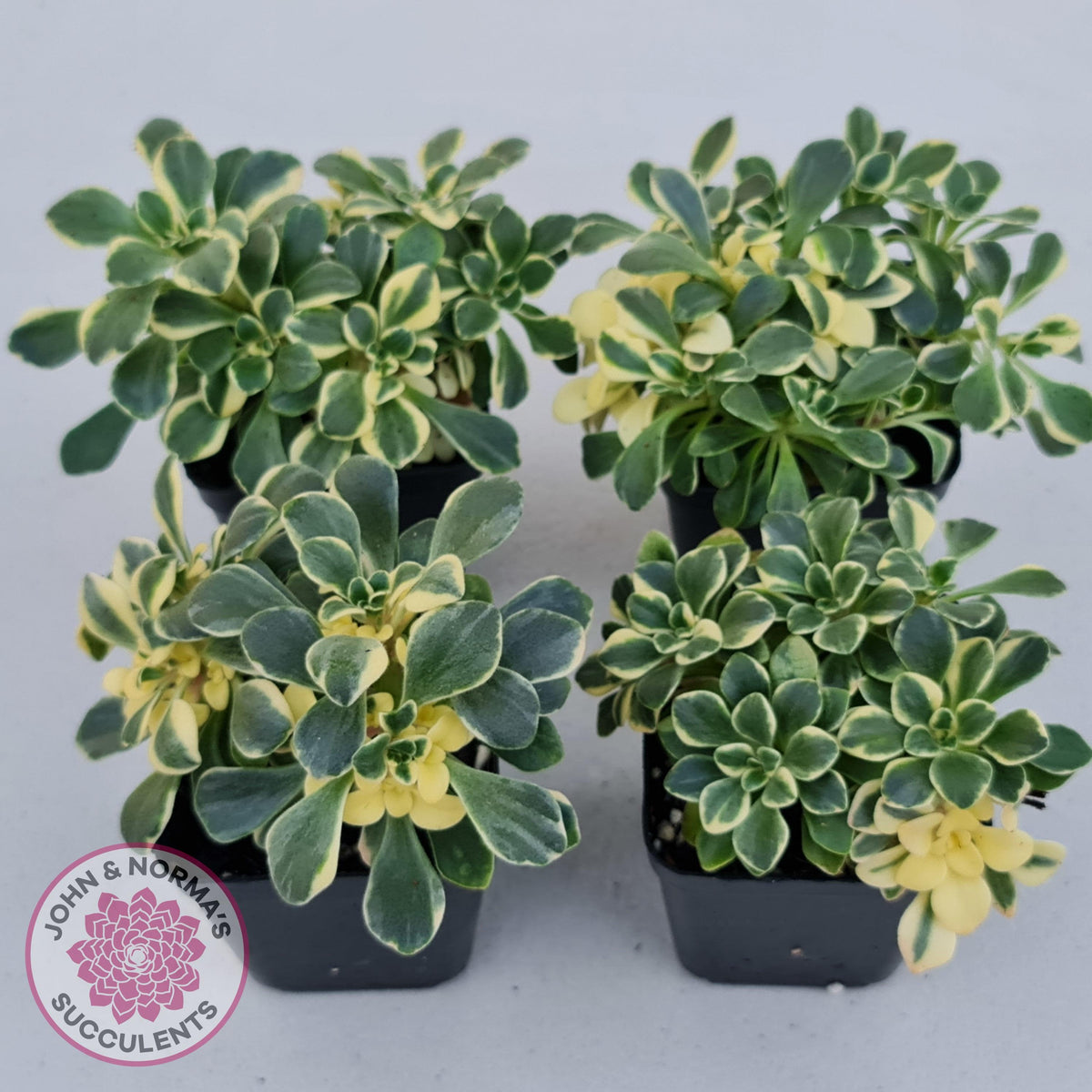 Aichryson x aizoides variegatum