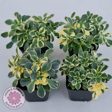 Load image into Gallery viewer, Aichryson x aizoides variegatum - John & Norma's Succulents