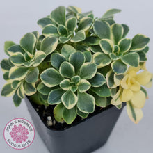 Load image into Gallery viewer, Aichryson x aizoides variegatum - John & Norma's Succulents