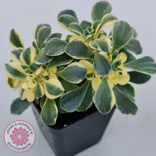 Load image into Gallery viewer, Aichryson x aizoides variegatum - John & Norma's Succulents