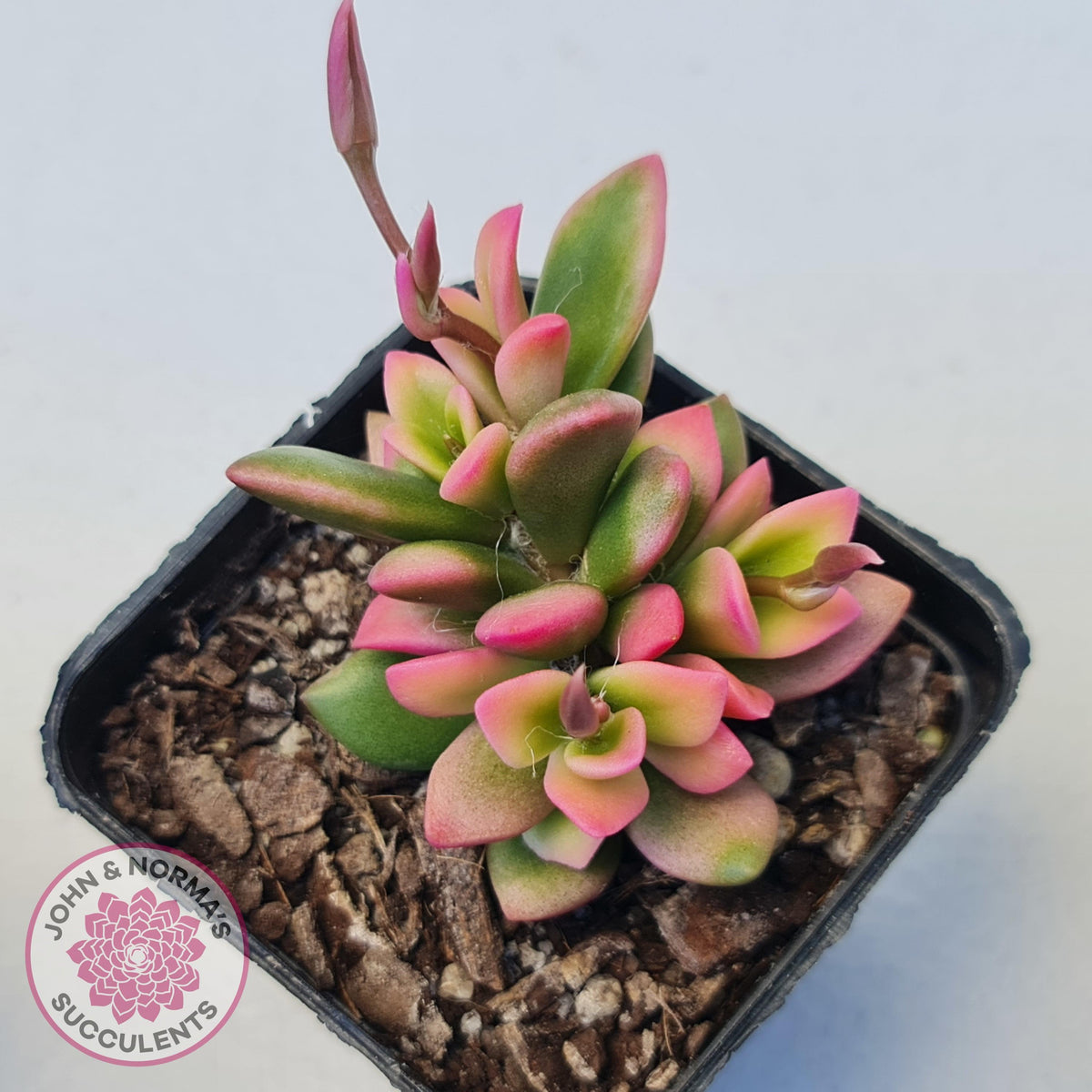 Anacampseros telephiastrum variegata 'Sunrise'