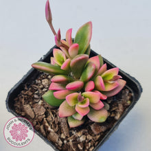 Load image into Gallery viewer, Anacampseros telephiastrum variegata 'Sunrise' - John & Norma's Succulents Australia