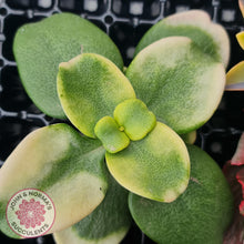 Load image into Gallery viewer, Rare and Exotic Succulent Cuttings Value Pack 1 - John & Norma's Succulents Australia