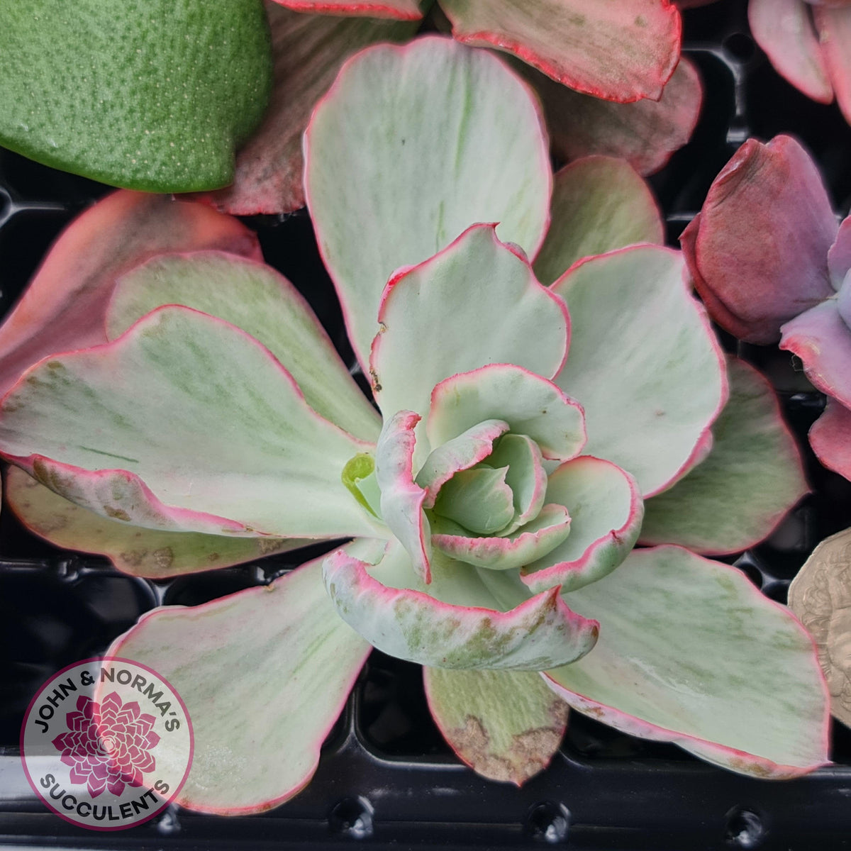 Rare and Exotic Succulent Cuttings Value Pack 1
