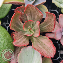 Load image into Gallery viewer, Rare and Exotic Succulent Cuttings Value Pack 1 - John & Norma's Succulents Australia