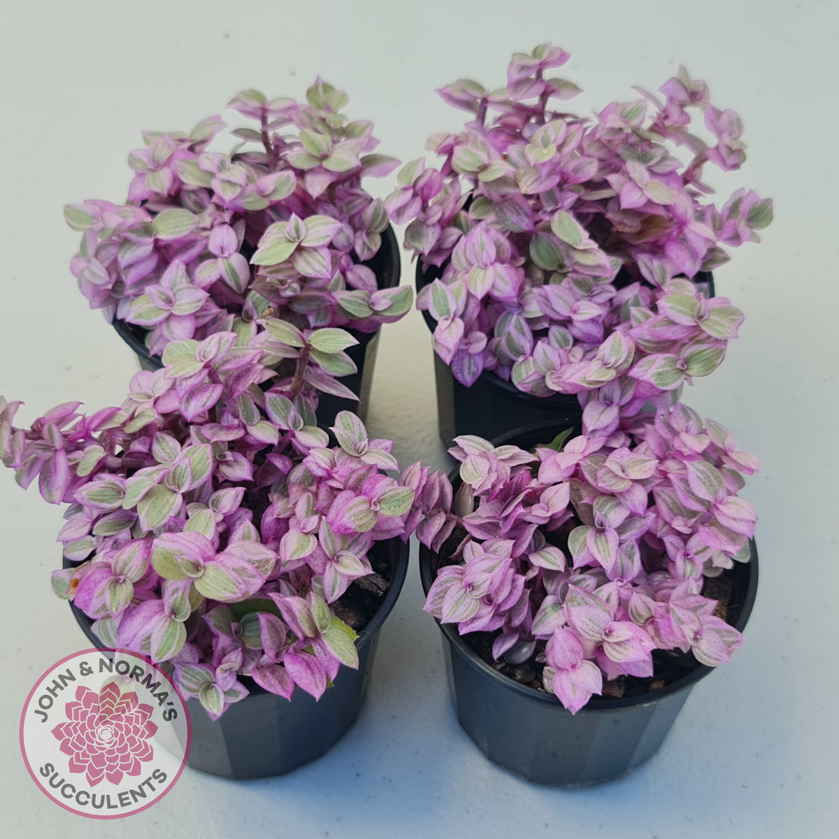 Callisia repens 'Pink Lady'