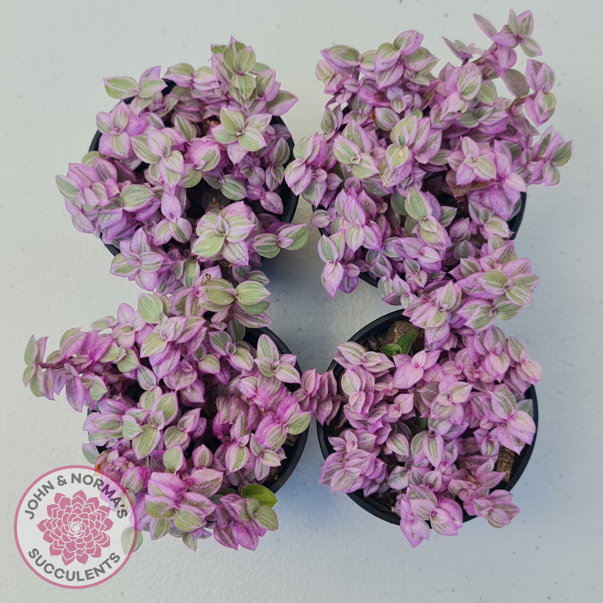 Callisia repens 'Pink Lady'