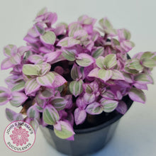 Load image into Gallery viewer, Callisia repens 'Pink Lady'