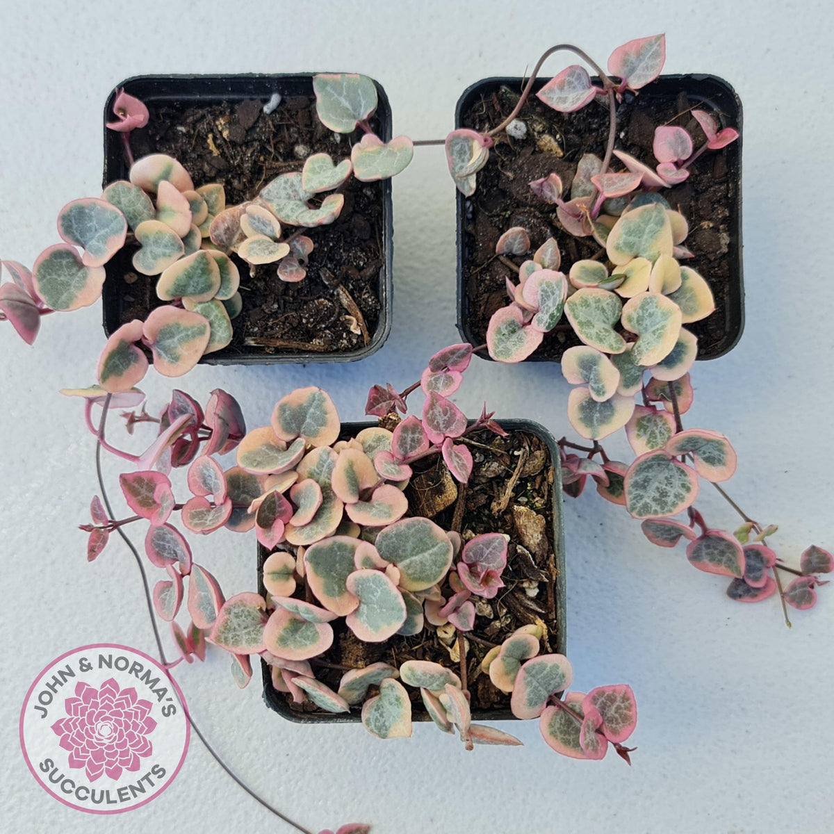 Ceropegia woodii 'Chain of Hearts' variegated (sm)