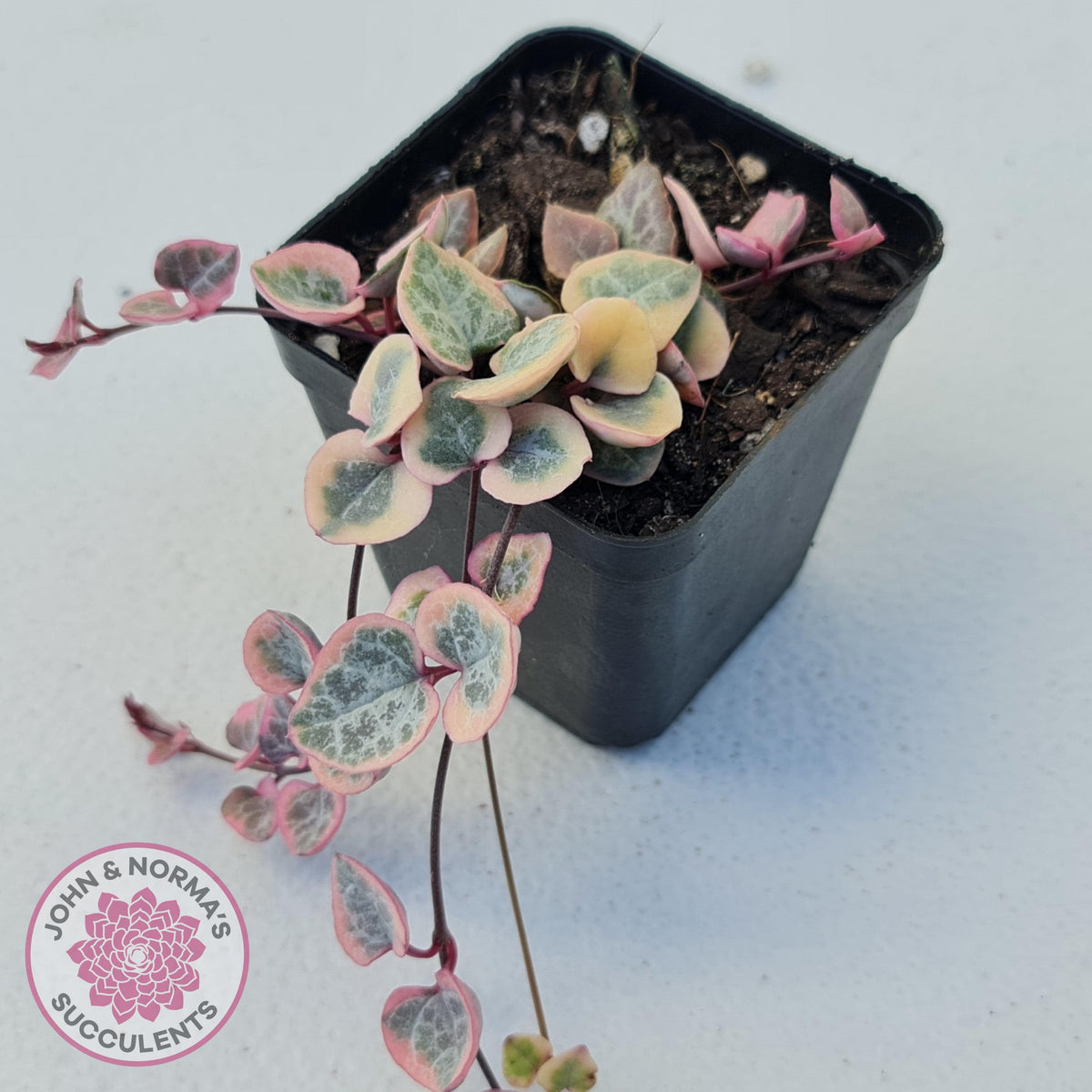 Ceropegia woodii 'Chain of Hearts' variegated (sm)