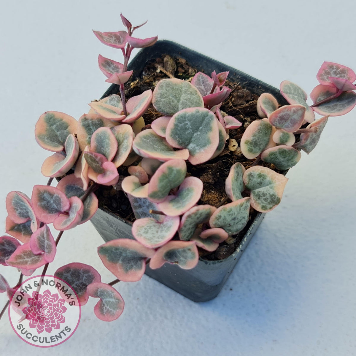 Ceropegia woodii 'Chain of Hearts' variegated (sm)
