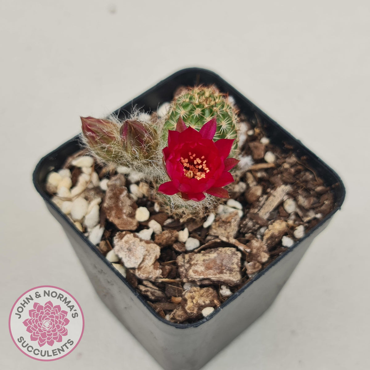 Chamaelopsis Hybrid